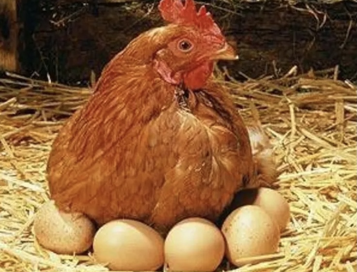مبادرة شعبية لمقاطعة الدجاج الحي والمشوي والبيض لمدة 10 أيام تبدأ اليوم