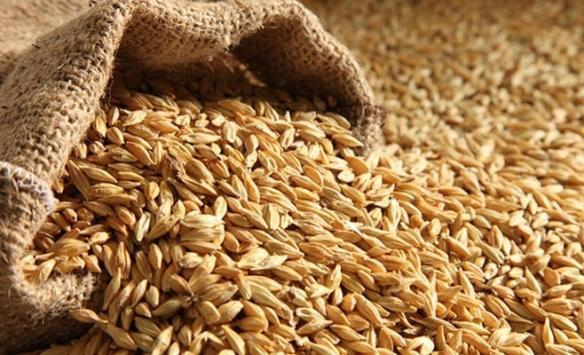 الصناعة عطاء لشراء 340 ألف طن من القمح والشعير
